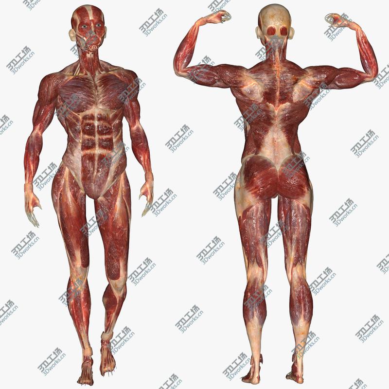 images/goods_img/20210313/3D model Male Muscular Anatomy (Rigged)/1.jpg